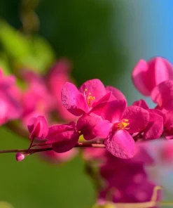 5 Coral Vine Mexican Creeper Seeds - Antigonon Leptopus Pink Flowers - Image 7