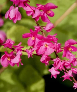 5 Coral Vine Mexican Creeper Seeds - Antigonon Leptopus Pink Flowers - Image 8