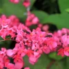 5 Coral Vine Mexican Creeper Seeds - Antigonon Leptopus Pink Flowers - Image 1