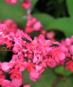 5 Coral Vine Mexican Creeper Seeds - Antigonon Leptopus Pink Flowers - Image 1