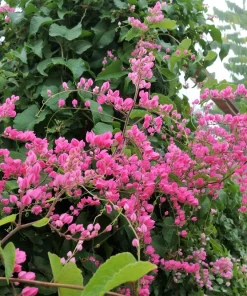 5 Coral Vine Mexican Creeper Seeds - Antigonon Leptopus Pink Flowers - Image 9