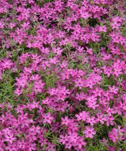 5 Crimson Beauty Creeping Phlox Live Plant - Rosy-Pink Ground Cover Perennial Plug - Image 6