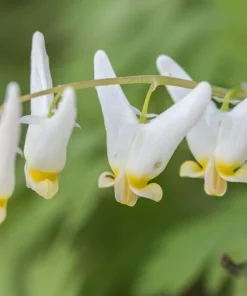 5 Dutchman's Breeches Bulbs - Dicentra cucullaria Perennial Flower, Zones 3-8 - Image 3