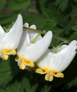 5 Dutchman's Breeches Bulbs - Dicentra cucullaria Perennial Flower, Zones 3-8 - Image 4