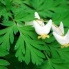 5 Dutchman's Breeches Bulbs - Dicentra cucullaria Perennial Flower, Zones 3-8 - Image 1