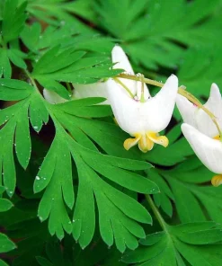 5 Dutchman's Breeches Bulbs - Dicentra cucullaria Perennial Flower, Zones 3-8 - Image 1