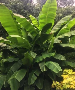 5 Dwarf Cavendish Banana Tree Live Plant Plugs - Tropical Fruit Houseplant - Image 5