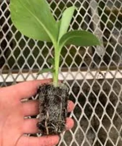 5 Dwarf Cavendish Banana Tree Live Plant Plugs - Tropical Fruit Houseplant - Image 7