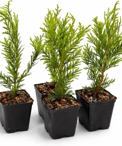 5 Green Giant Arborvitae Live Plants - 6-12