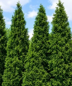 5 Green Giant Arborvitae Live Plants - 6-12