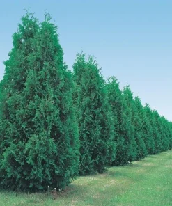 5 Green Giant Arborvitae Live Plants - 6-12