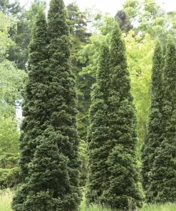 5 Green Giant Arborvitae Live Plants - 6-12