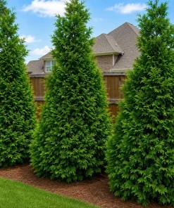 5 Green Giant Arborvitae Live Plants - 6-12