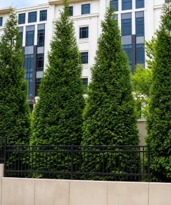 5 Green Giant Arborvitae Live Plants - 6-12