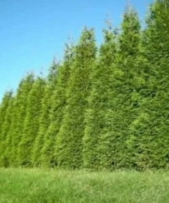 5 Green Giant Arborvitae Live Plants - 6-12