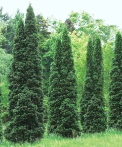 5 Green Giant Arborvitae Live Plants - 6-12