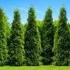 5 Green Giant Arborvitae Live Plants - 6-12" Tall Privacy Trees in 2.5" Pots - Image 1