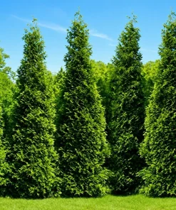 5 Green Giant Arborvitae Live Plants - 6-12