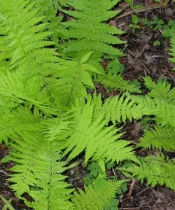 5 Hay Scented Fern Clumps – Dennstaedtia punctilobula – Live Plant – 1.5-2 ft Tall – Hardy Zones 3-8 - Image 2