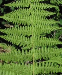 5 Hay Scented Fern Clumps – Dennstaedtia punctilobula – Live Plant – 1.5-2 ft Tall – Hardy Zones 3-8 - Image 3