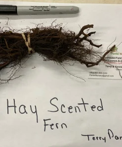 5 Hay Scented Fern Clumps – Dennstaedtia punctilobula – Live Plant – 1.5-2 ft Tall – Hardy Zones 3-8 - Image 4