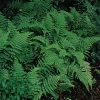 5 Hay Scented Fern Clumps – Dennstaedtia punctilobula – Live Plant – 1.5-2 ft Tall – Hardy Zones 3-8 - Image 1