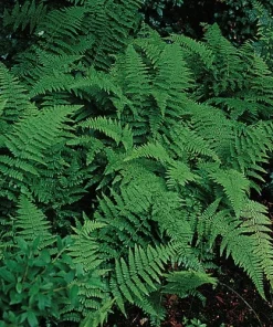 5 Hay Scented Fern Clumps – Dennstaedtia punctilobula – Live Plant – 1.5-2 ft Tall – Hardy Zones 3-8 - Image 1