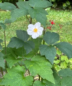 5 Japanese Anemones Bare Root Plants - White Flowers, Hardy Perennial, Outdoor - Image 4