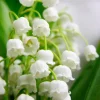 5 Lily of the Valley Bulbs - Fragrant White Perennial Flowers for Shade Gardens - Image 1
