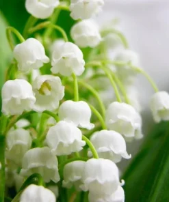 5 Lily of the Valley Bulbs - Fragrant White Perennial Flowers for Shade Gardens - Image 1
