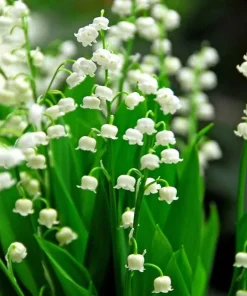 5 Lily of the Valley Bulbs - Fragrant White Perennial Flowers for Shade Gardens - Image 2