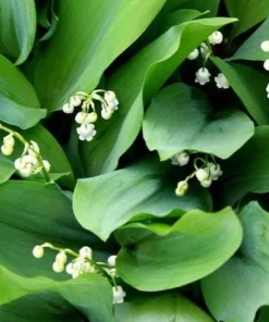 5 Lily of the Valley Bulbs - Fragrant White Perennial Flowers for Shade Gardens - Image 5