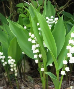5 Lily of the Valley Rhizomes - Fragrant May Bells Bare Root Plants - USDA Zones 2-9 - Image 2