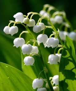 5 Lily of the Valley Rhizomes - Fragrant May Bells Bare Root Plants - USDA Zones 2-9 - Image 1
