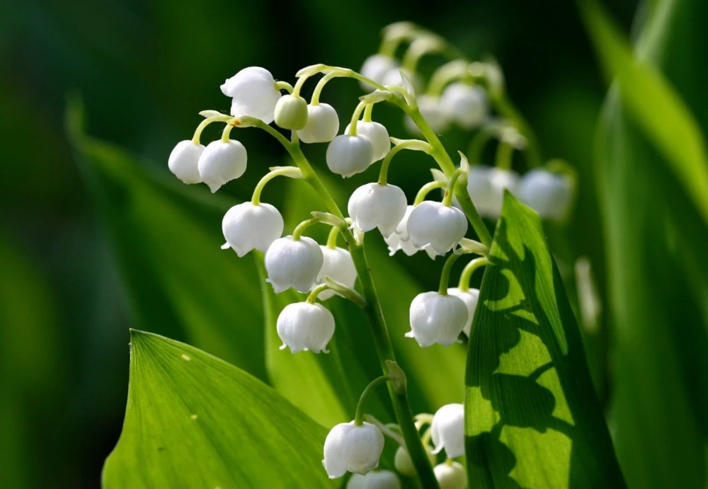 5 Lily of the Valley Rhizomes - Fragrant May Bells Bare Root Plants - USDA Zones 2-9 - Image 1