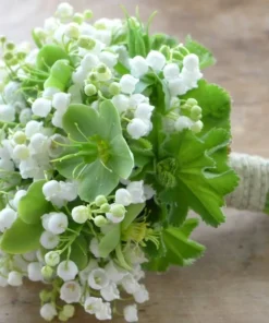 5 Lily of the Valley Rhizomes - Fragrant May Bells Bare Root Plants - USDA Zones 2-9 - Image 3