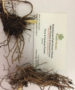 5 Lily of the Valley Rhizomes - Fragrant May Bells Bare Root Plants - USDA Zones 2-9 - Image 4