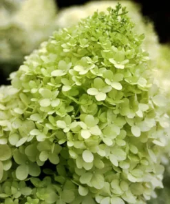 5 Limelight Hydrangea Live Plant – Color-Changing Hardy Shrub – 6-12 inch Bare Root - Image 3
