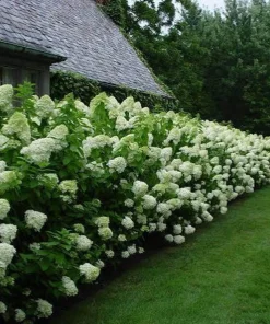 5 Limelight Hydrangea Live Plant – Color-Changing Hardy Shrub – 6-12 inch Bare Root - Image 4
