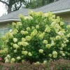 5 Limelight Hydrangea Live Plant – Color-Changing Hardy Shrub – 6-12 inch Bare Root - Image 1