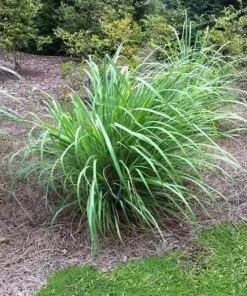 5 Live Lemongrass Stalks Plugs Cymbopogon Sereh Plant – Edible Herb - Image 2