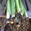 5 Live Lemongrass Stalks Plugs Cymbopogon Sereh Plant – Edible Herb - Image 1