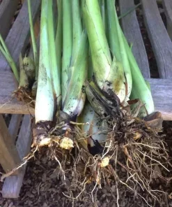 5 Live Lemongrass Stalks Plugs Cymbopogon Sereh Plant – Edible Herb - Image 1