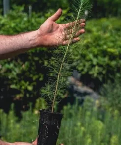 5 Loblolly Pine Tree Live Plant - 8-12in Tall, 3in Pot, Fast Growing Evergreen - Image 2