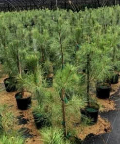 5 Loblolly Pine Tree Live Plant - 8-12in Tall, 3in Pot, Fast Growing Evergreen - Image 5