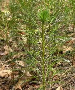 5 Loblolly Pine Tree Live Plant - 8-12in Tall, 3in Pot, Fast Growing Evergreen - Image 6