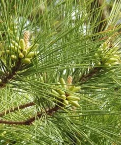 5 Loblolly Pine Tree Live Plant - 8-12in Tall, 3in Pot, Fast Growing Evergreen - Image 9