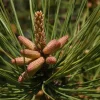 5 Loblolly Pine Tree Live Plant - 8-12in Tall, 3in Pot, Fast Growing Evergreen - Image 1