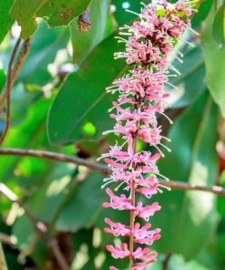 5 Macadamia Nut Tree Seeds - Macadamia Integrifolia - Grow Your Own Nuts - Image 10