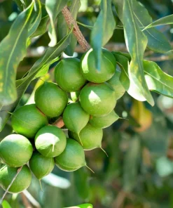 5 Macadamia Nut Tree Seeds - Macadamia Integrifolia - Grow Your Own Nuts - Image 2